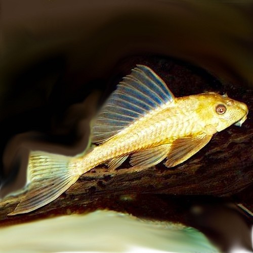 Hypostomus plecostomus gold M - Plecostomus doré